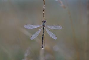 Libelle-GroteGoor-Glazenmaker-web