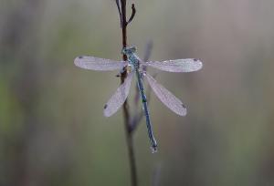 Libelle-GroteGoor-LR