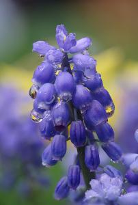 Muscari-lagen-web