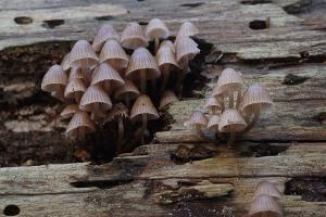 paddenstoelen-4891-web